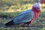 Pink Galah
