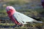 Pink Galah