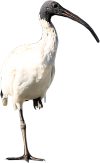 Ibis