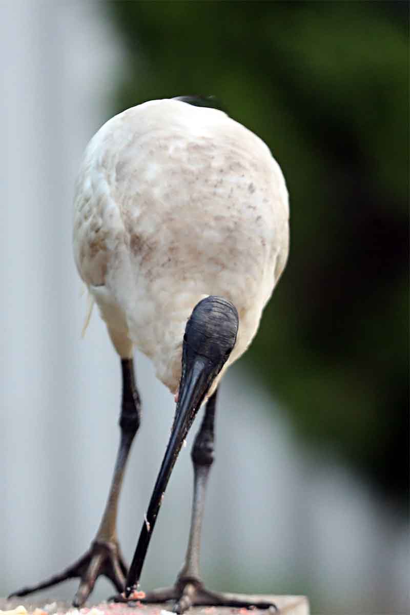 Ibis