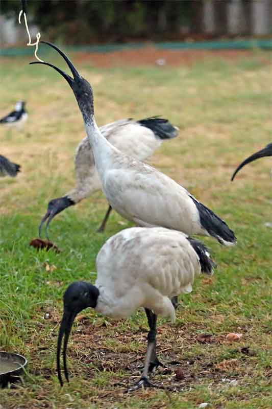 White Ibis