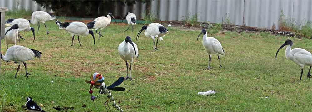 Ibis