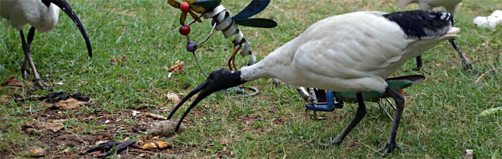 Ibis