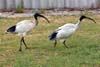 Ibis