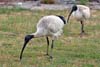 Ibis