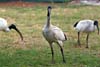 Ibis