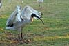 Ibis