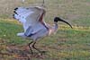 Ibis