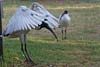 Ibis