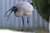 Ibis