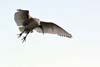 Ibis