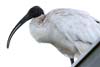 Ibis
