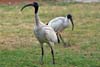 Ibis