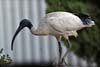 Ibis