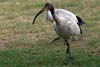 Ibis