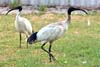 Ibis
