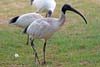 Ibis