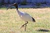 Ibis