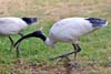 Ibis