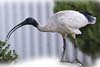 Ibis