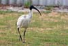 Ibis