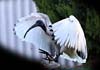 Ibis