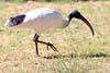 Ibis