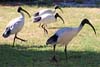 Ibis