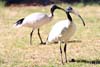 Ibis