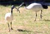 Ibis