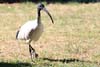Ibis