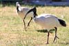 Ibis
