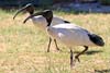 Ibis