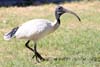 Ibis