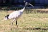 Ibis