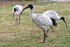 Ibis