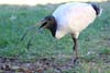 Ibis