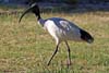 Ibis