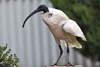 Ibis