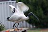 Ibis