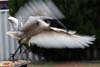 Ibis