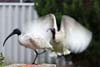 Ibis