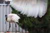 Ibis