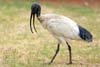 Ibis