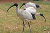 Ibis