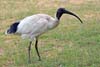 Ibis
