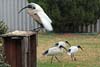 Ibis