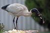 Ibis