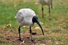 Ibis
