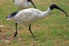 Ibis